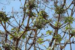 Buchanania cochinchinensis